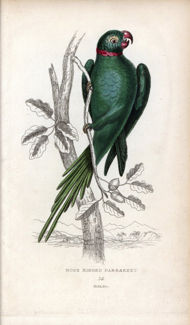 Kauluspapukaija, Psittacula krameri. Psittacus torquatus. Joseph Kiddin litografia John Audubonin piirroksen pohjalta, Miscellany of Natural History -teoksessa: Papukaijat, Sir Thomas DiK Lauder ja kapteeni Thomas Brown, julkaistu Edinburghissa, Skotlannis tekijältä Unbekannter Künstler