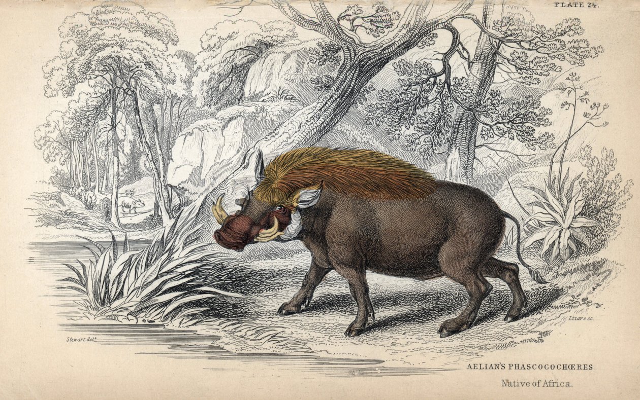 Afrikkalaisapina (Phaochoerus africanus). William Lizarsin kuparikaiverrus James Stewartin piirroksen pohjalta, julkaistu teoksessa Naturalist Library: nisäkkäät, paksunahkaiset ja hienonahkaiset nelijalkaiset, toimittanut W. H. Lizars, Edinburghissa, Skot tekijältä Unbekannter Künstler