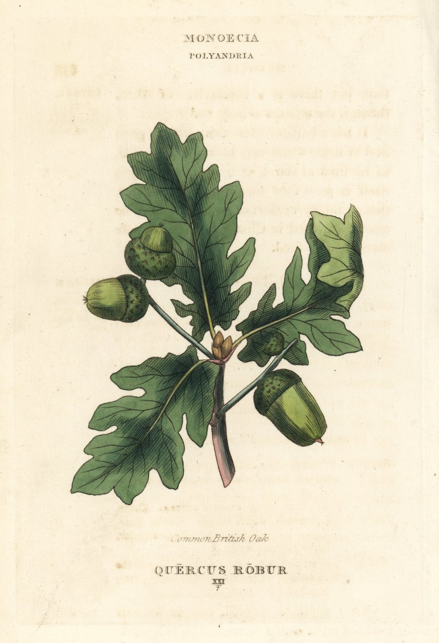 Yleinen brittiläinen tammi, Quercus robur. Käsin väritetty kuparipiirros Richard Duppan kuvituksen mukaan teoksesta The Clours and Orders of the Linnaean System of Botany, Longman, Hurst, Lontoo. tekijältä Unbekannter Künstler