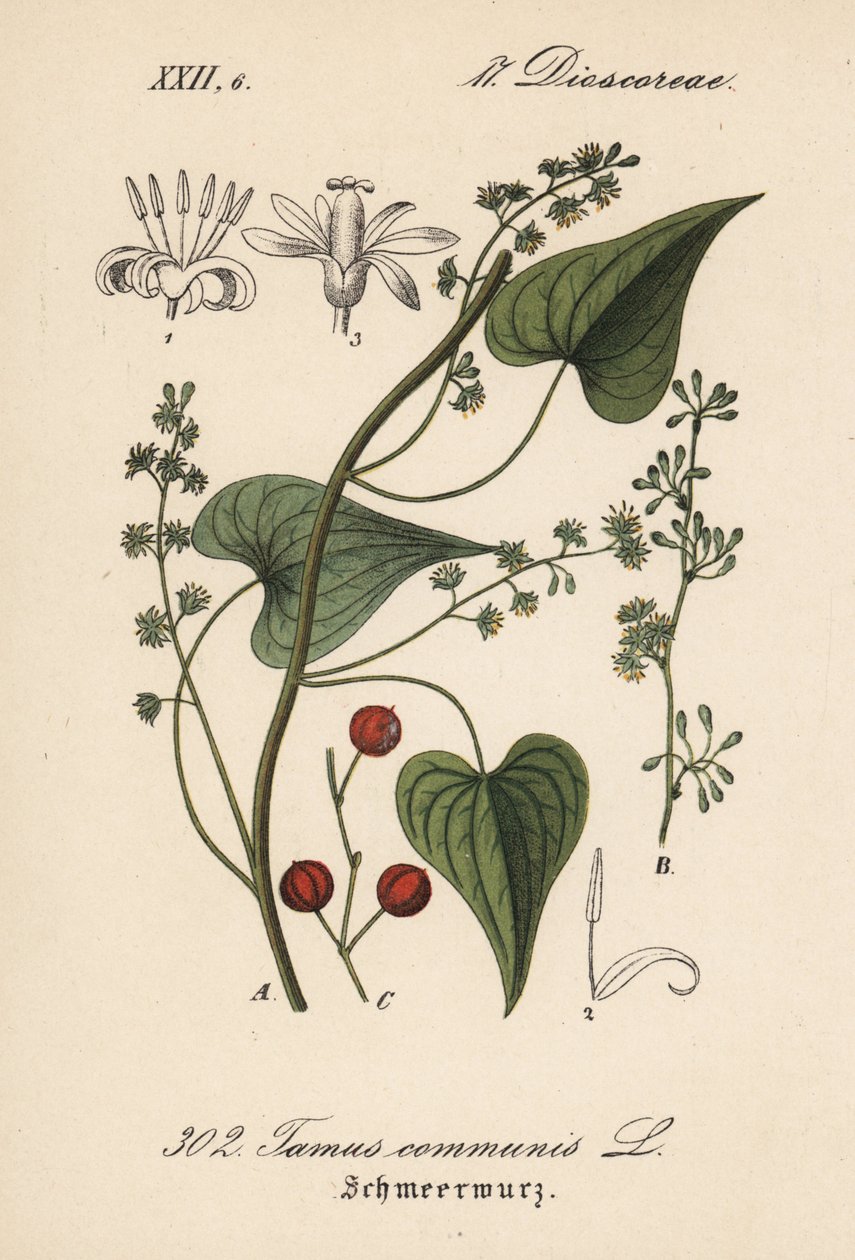 Yhteinen kuljettaja tai ruoho pahoinpidellyille naisille - Musta bryony, Tamus communis. Käsin väritetty litografia Diederich von Schlechtendalin teoksesta Saksan kasvisto (Flora von Deutschland), Jena. tekijältä Unbekannter Künstler