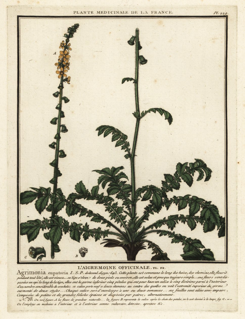 Tavallinen maatalous, Agrimonia eupatoria. tekijältä Unbekannter Künstler