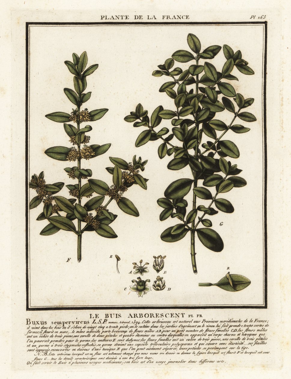 Yhteinen laatikko, Buxus sempervirens. tekijältä Unbekannter Künstler