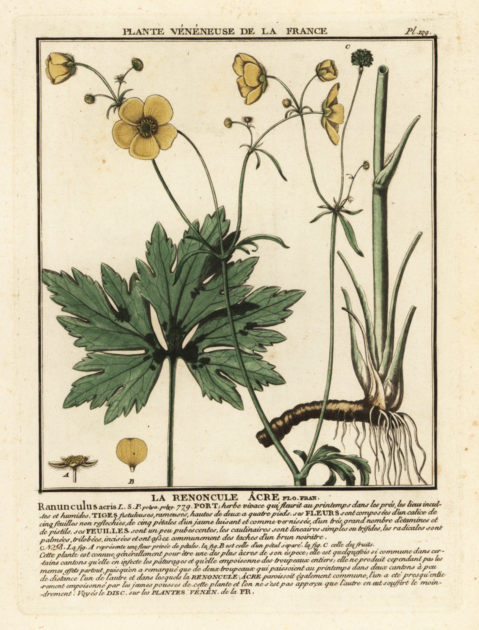 Tavallinen leinikki, Ranunculus acris. tekijältä Unbekannter Künstler