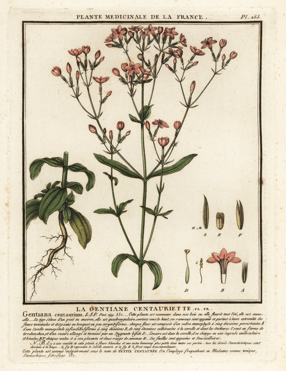 Tavallinen centaury. Centaurium erythraea. tekijältä Unbekannter Künstler