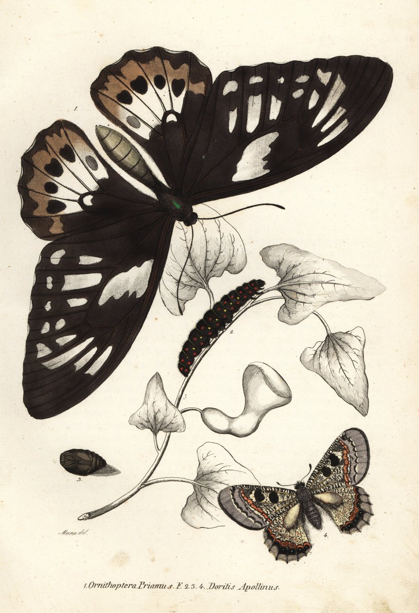 Vihreä linnunsiipi, Ornithoptera priamus, perhonen, toukka ja poikanen sekä valepapollo, Archon apollinus (Doritis apollinus). Käsinväritetty litografia Georg Friedrich Treitschken luonnonhistoriallisesta galleriasta, Naturhistorischer Bildersaal des Thi tekijältä Unbekannter Künstler