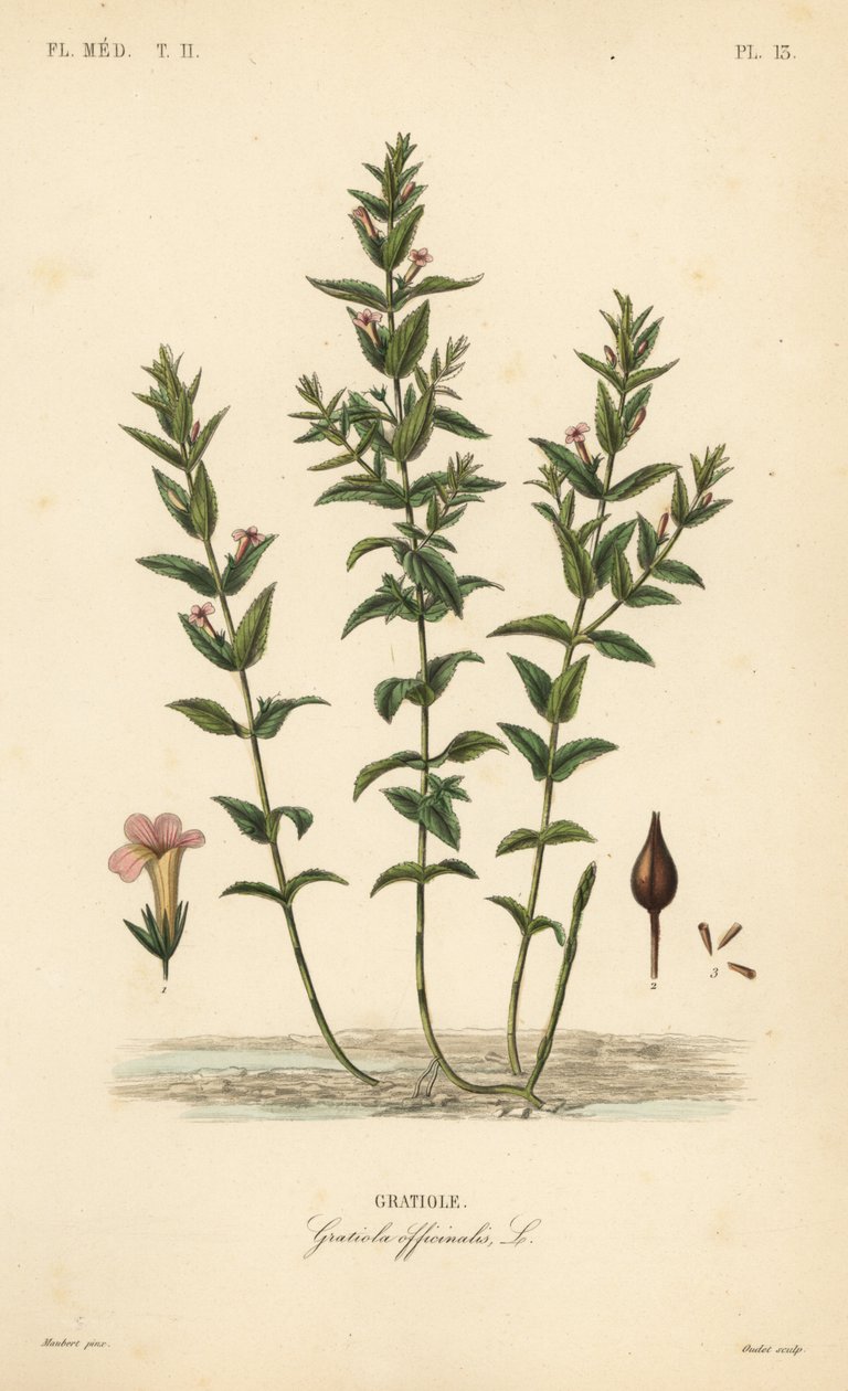 Tavallinen hedgehyssop tai armonyrtti, Gratiola officinalis, Gratiole tekijältä Unbekannt