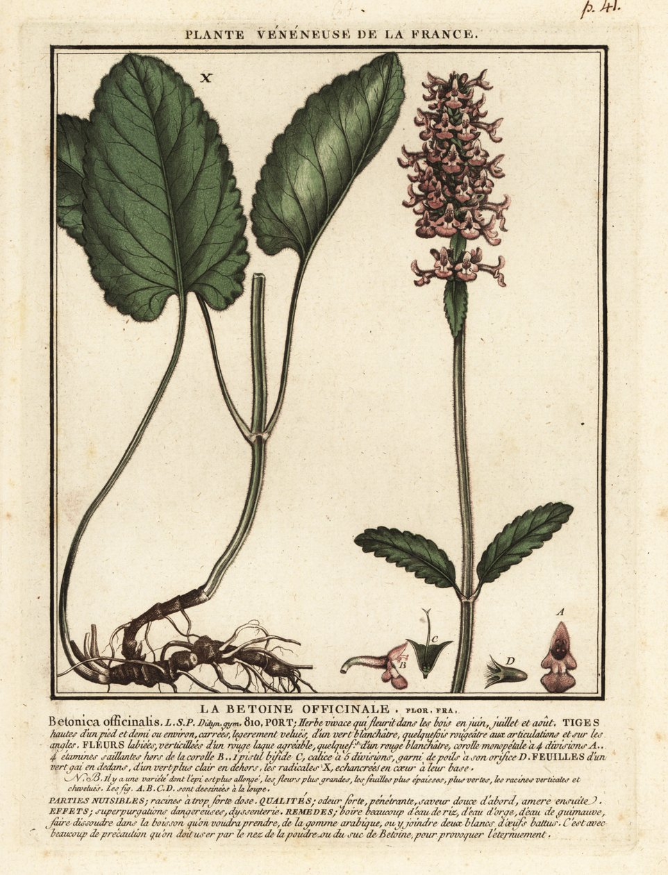 Harvinainen hedgenokka, Stachys officinalis. tekijältä Unbekannter Künstler