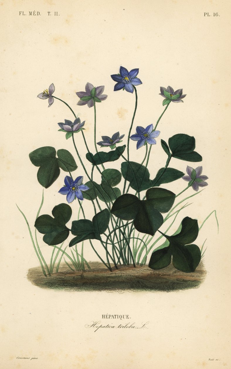Tavallinen hepatica tai maksamato, Anemone hepatica, Hepatica triloba, Hepatique tekijältä Unbekannt