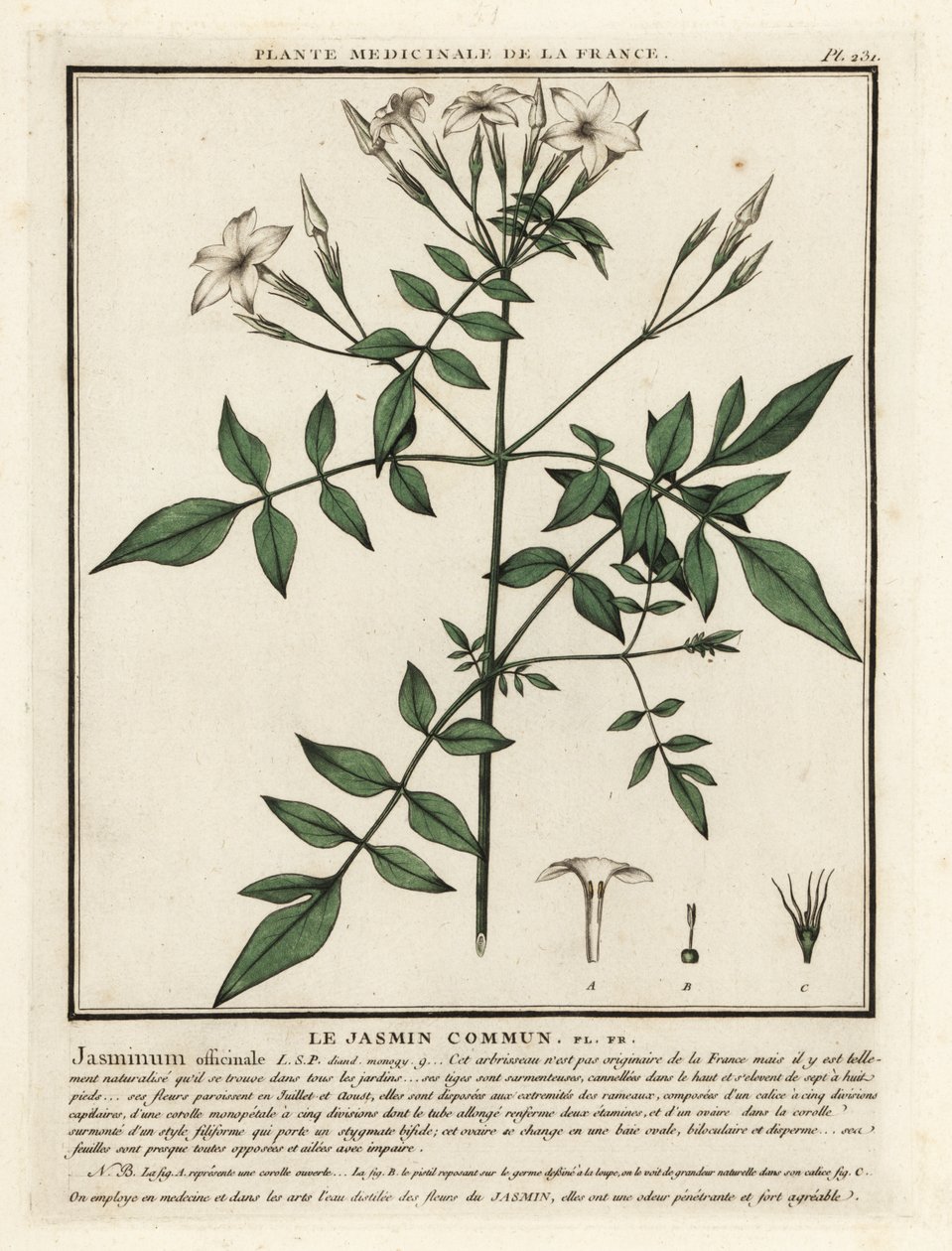 Tavallinen jasmiini, Jasminum officinale. tekijältä Unbekannter Künstler