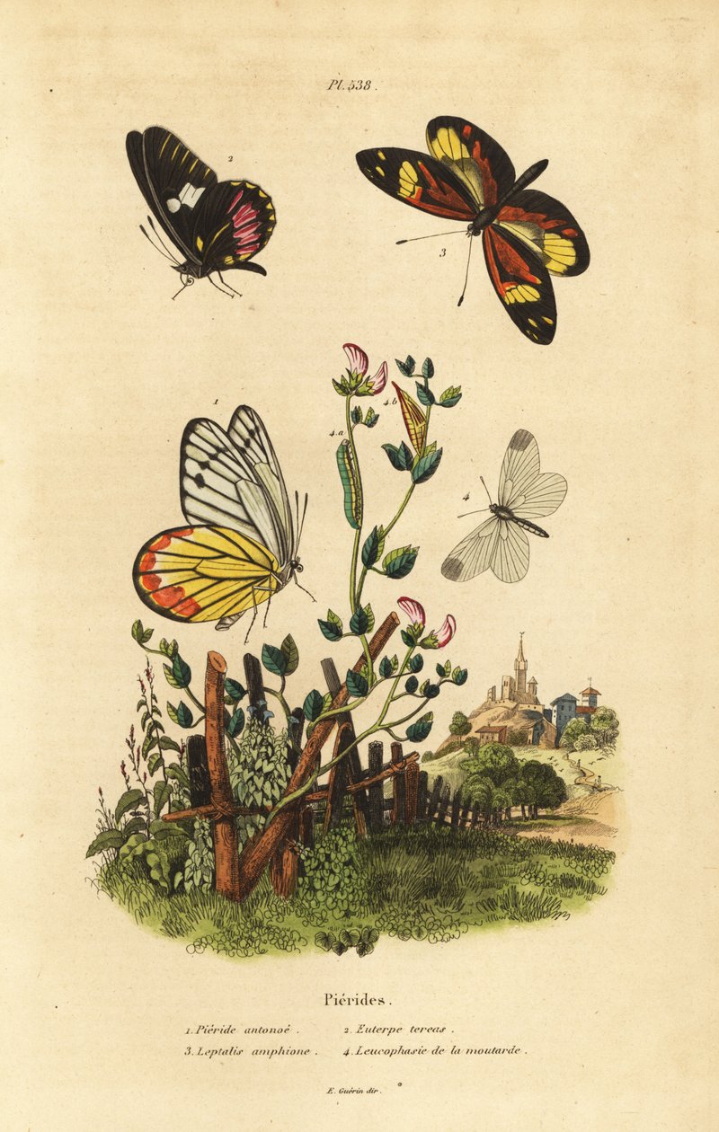Tavallinen Jezebel, Delias eucharis 1, Cattleheart White, Archonias brassolis 2, Tiger Mimic White, Dysmorphia amphione 3, Wood White, Leptidea sinapis tekijältä Unbekannt
