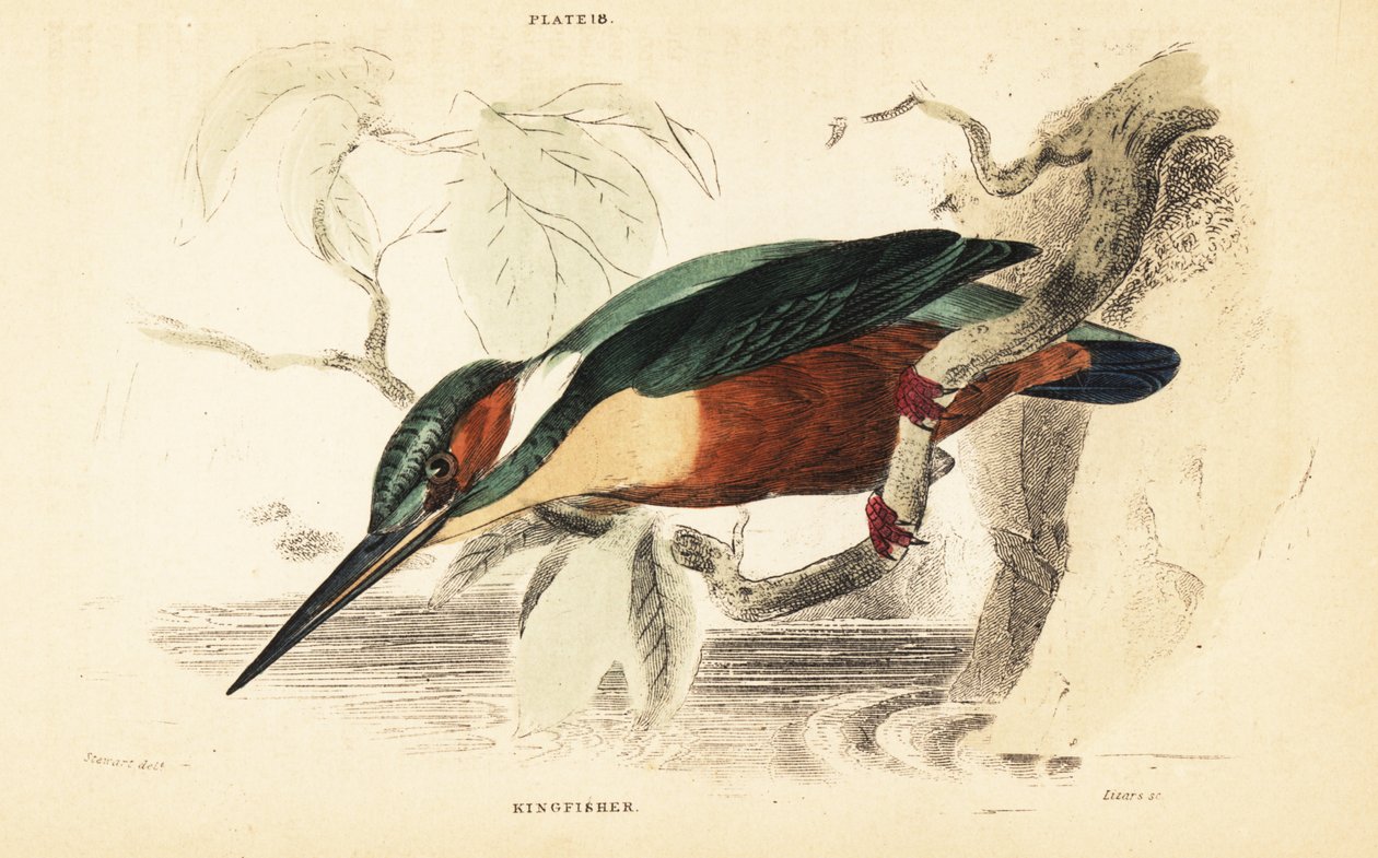 Tavallinen kuningaskala, Alcedo atthis. 1889 (kaiverrus) tekijältä Unbekannter Künstler