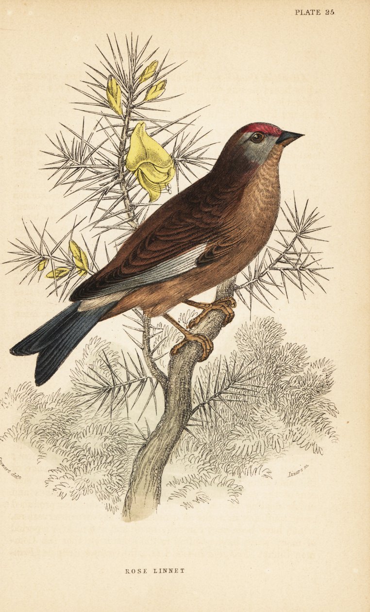 Linnet comú, Linaria cannabina, posat sobre una branca.1889 (gravat)finès tekijältä Unbekannter Künstler
