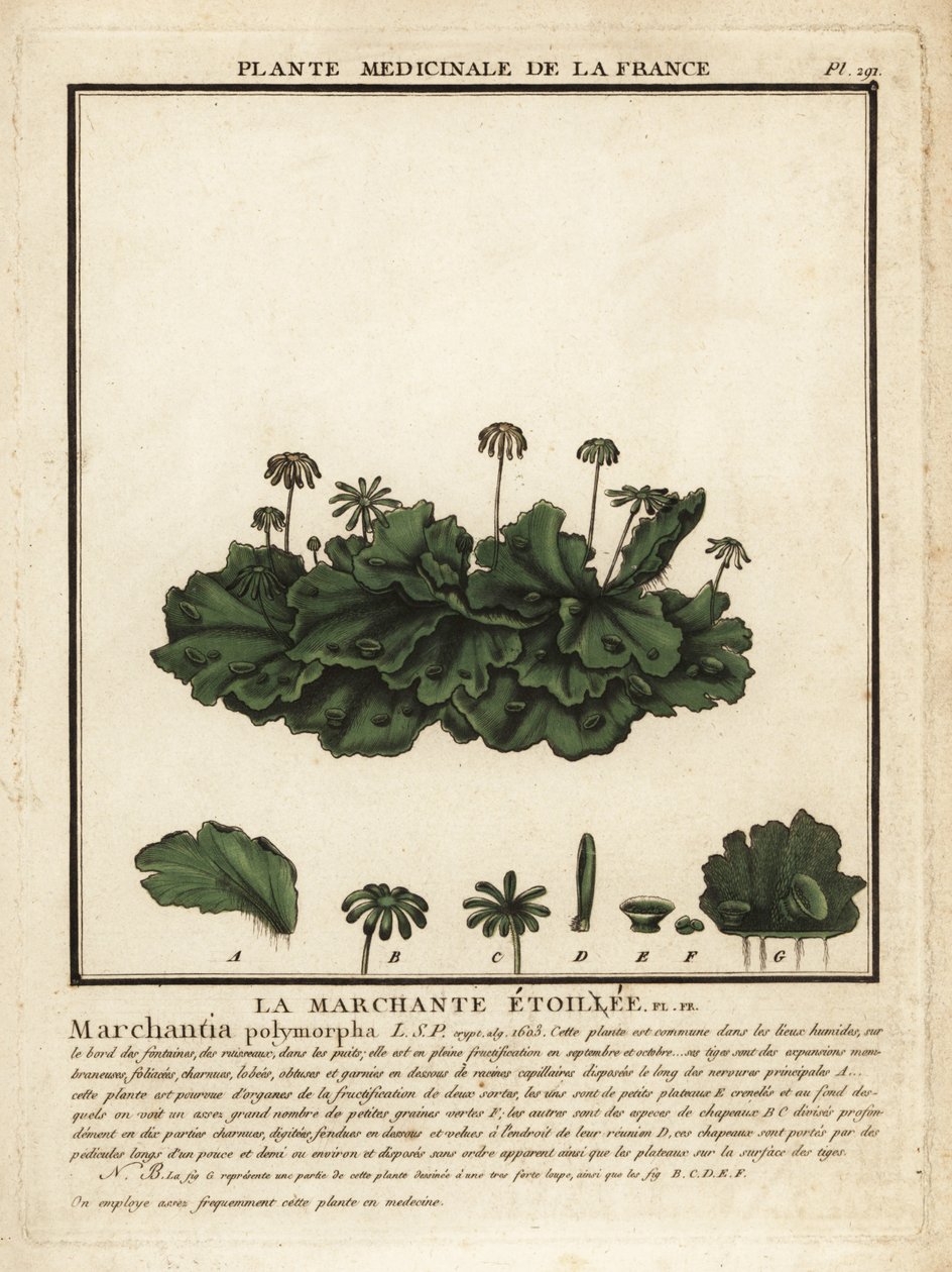 Tavallinen maksajuuri, Marchantia polymorpha. tekijältä Unbekannter Künstler