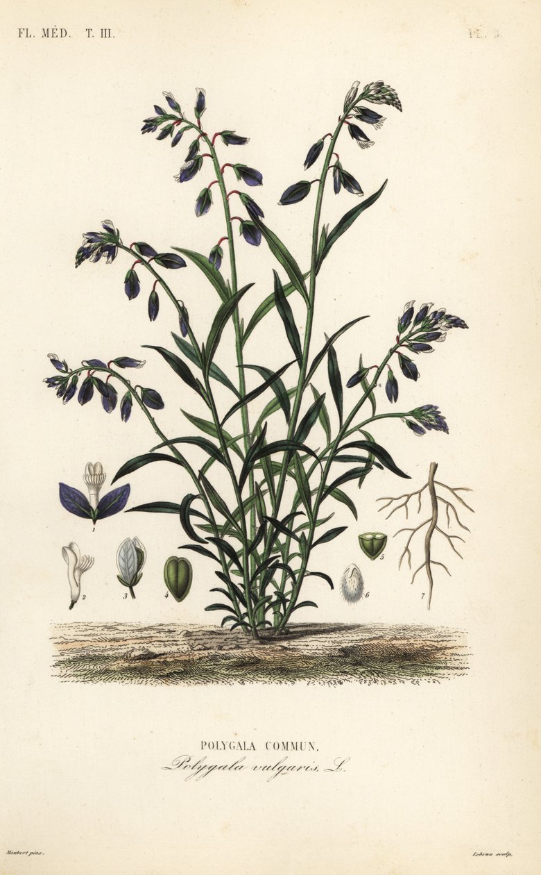 Tavallinen maitojuuri, Polygala vulgaris, Polygala commun tekijältä Unbekannt