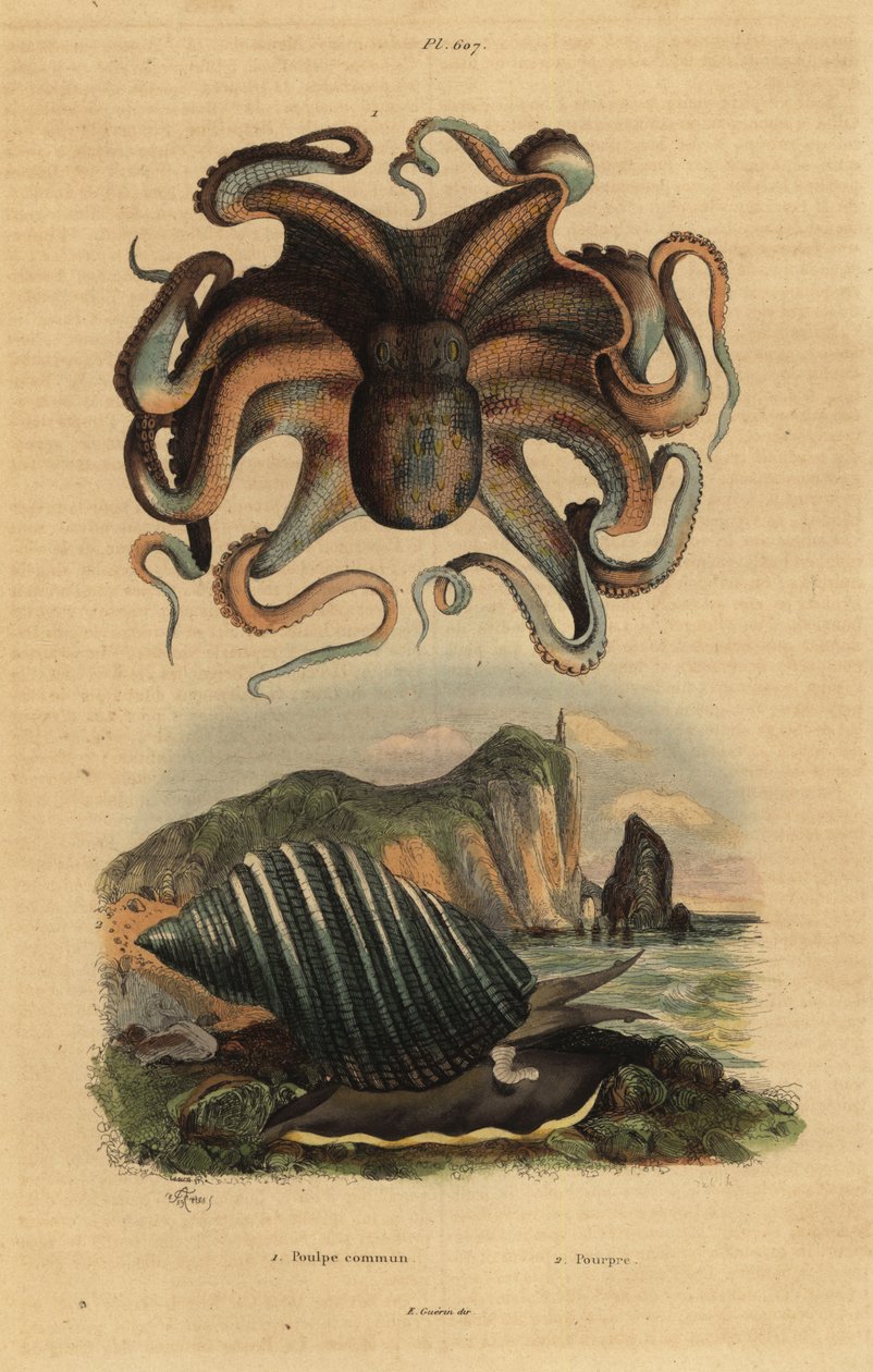 Tavallinen mustekala, Octopus vulgaris 1 ja merietana, Dicathais orbita tekijältä Unbekannt