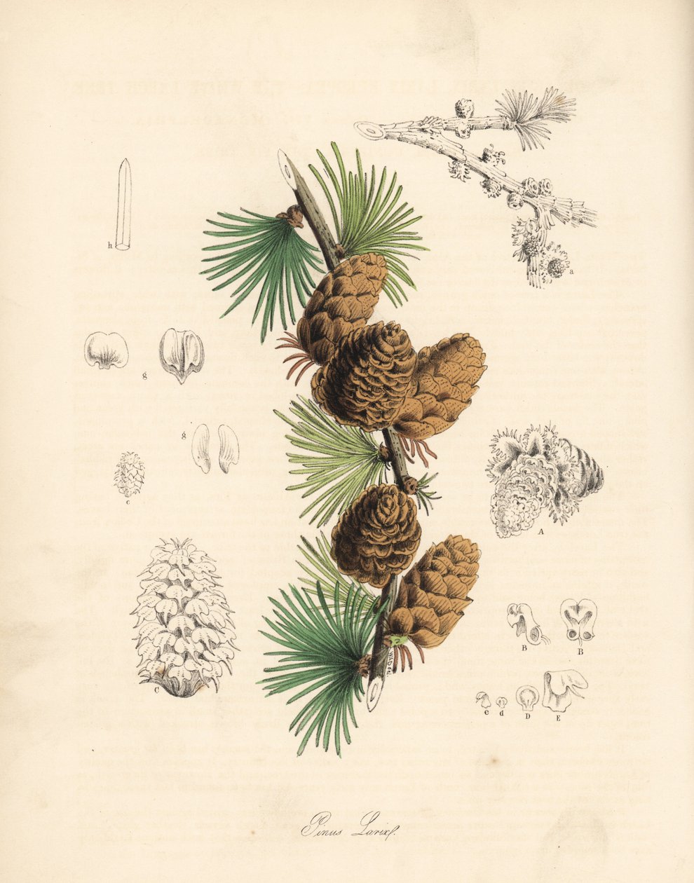 Yleinen tai eurooppalainen melassi - Valkoinen lehtikuusi, Larix decidua (Larix europaea), lehti, oksa ja käpy. C. Chabot