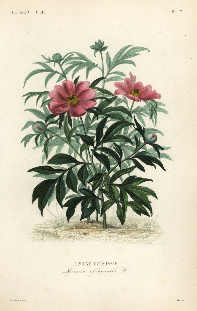 Tavallinen pioni tai puutarhapioni, Paeonia officinalis, Pivoine officinale tekijältä Unbekannt