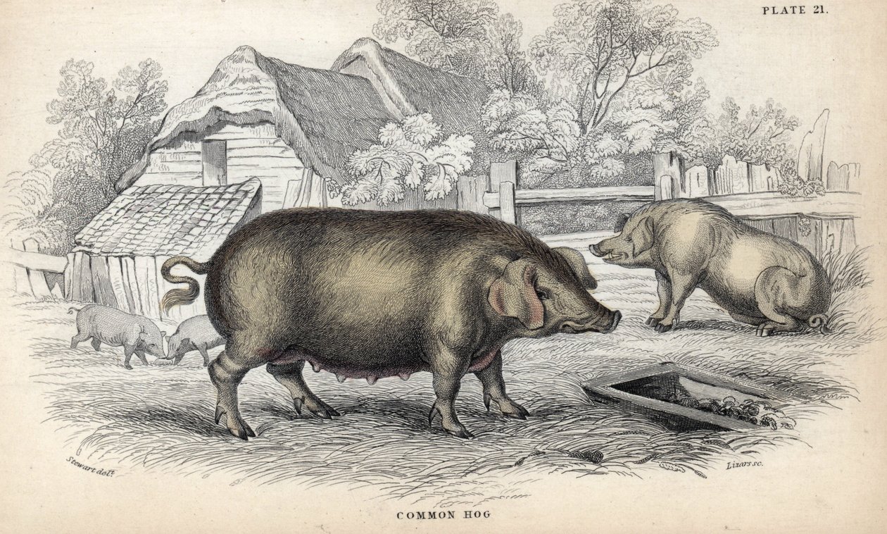 Sianlihaa (Sus domestica) sikalassa. William Lizarsin kuparikaiverrus James Stewartin piirroksen pohjalta, julkaistu teoksessa Naturalist Library: mammals, pachyderms and quadrupedes with fine skin, toimittanut W. H. Lizars, Edinburgh, Skotlanti. tekijältä Unbekannter Künstler