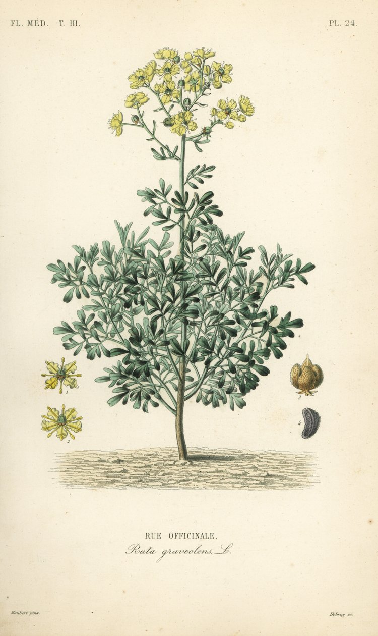 Tavallinen rue tai armonyrtti, Ruta graveolens, Rue officinale tekijältä Unbekannt
