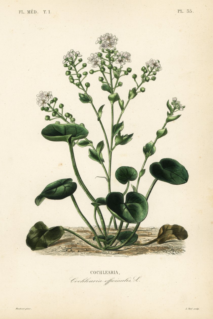 Harvinainen keripukki, Cochlearia officinalis, Cochlearia tekijältä Unbekannt
