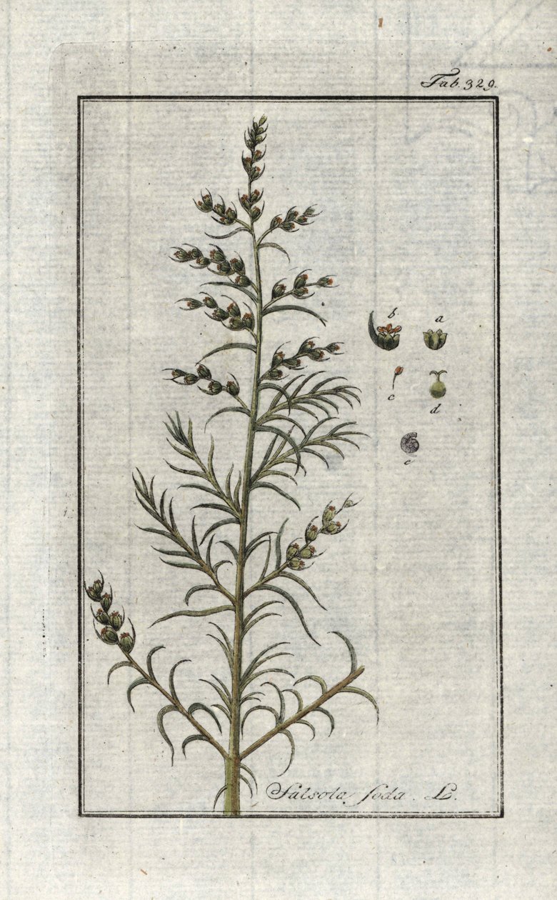 Tavallinen sooda (Salsola soda). Litografia Johannes Zornin (1739-1799) teoksesta "Afbeelding der Artseny-Gewassen", Alankomaat. tekijältä Unbekannter Künstler