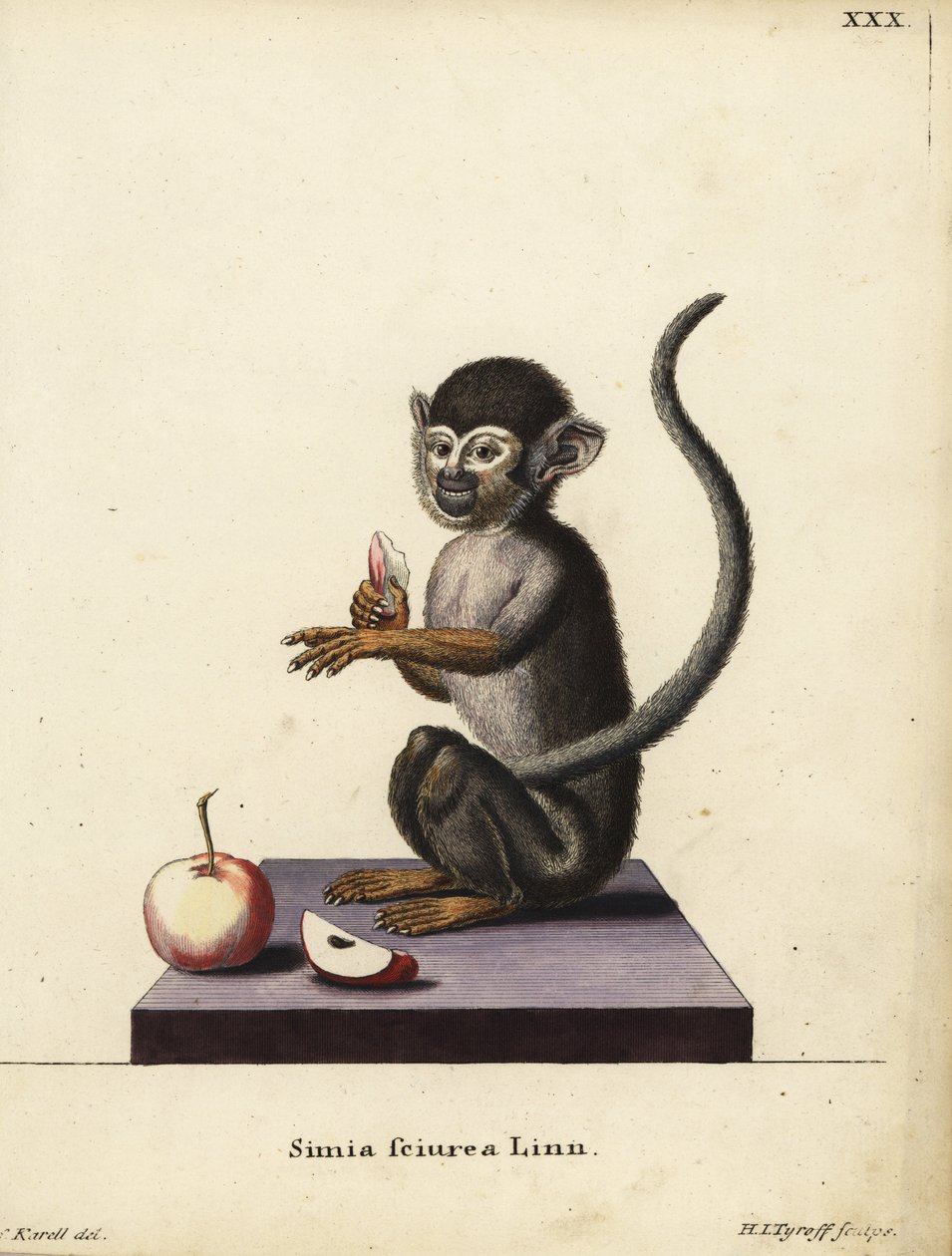 Orava-apina, Saimiri sciureus. Simia sciurea Linn. Hermann Jakob Tyroffin käsin tekemä kuparipiirros Joseph Karellin kuvituksen mukaan Johann Christian Daniel Schreberin teoksesta Animal Illustrations after Nature, or Schreber