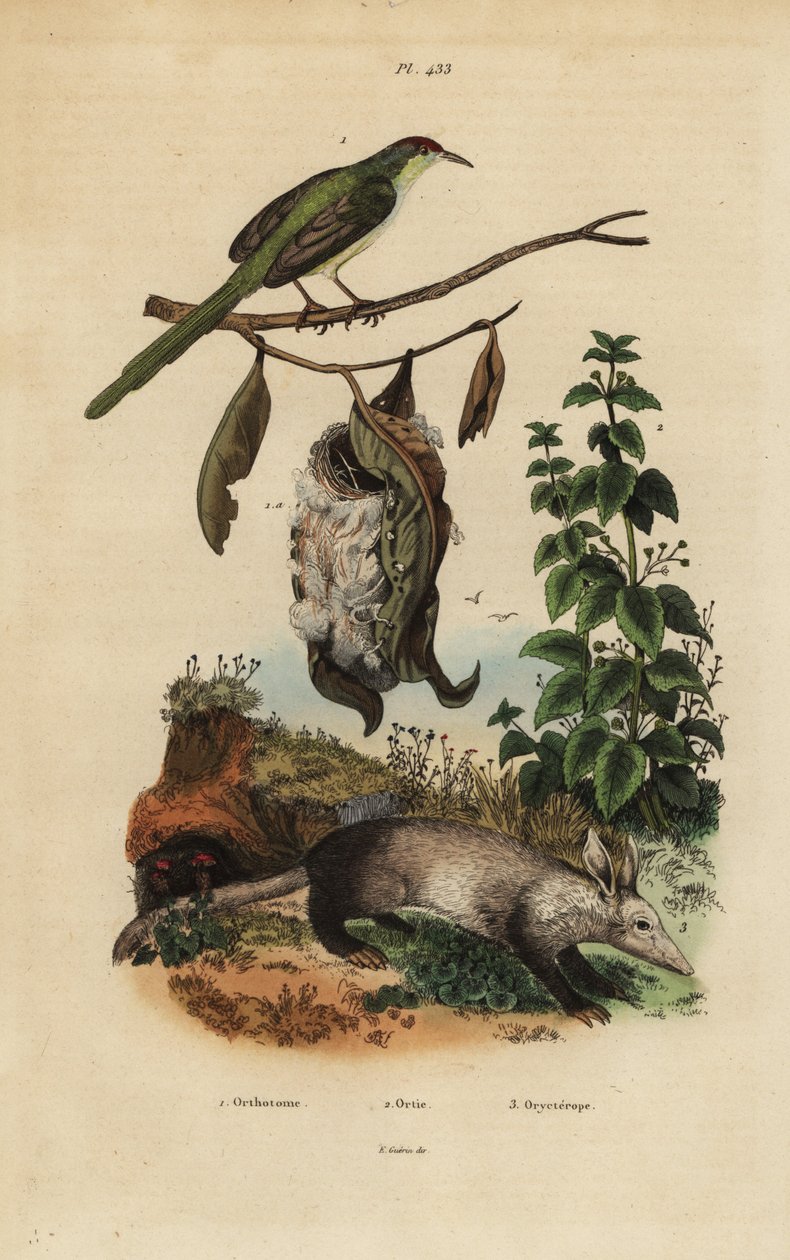 Tavallinen räätälilintu, Orthotomus sutorius pesällä, nokkonen, Urtica dioica ja aardvark, Orycteropus afer tekijältä Unbekannt
