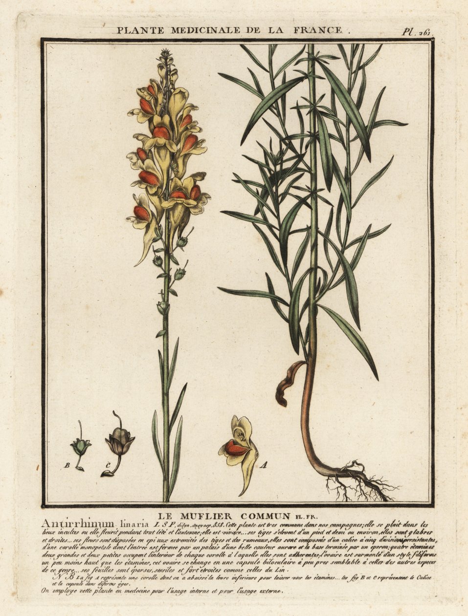 Tavallinen rupikonna, Linaria vulgaris. tekijältä Unbekannter Künstler