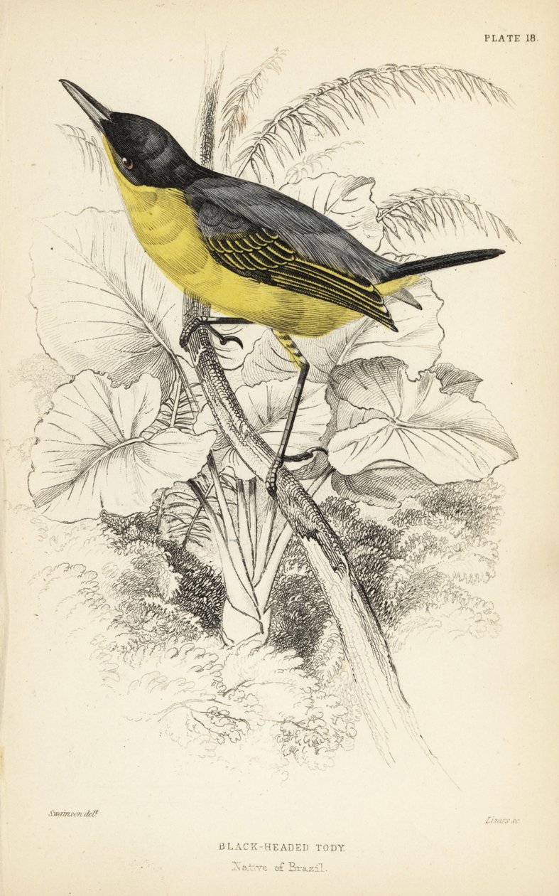 Todirostrum cinereum (Todus melanocephalus). William Lizarsin käsin värjätty teräskaiverrus William Swainsonin kuvituksen mukaan Sir William Jardine