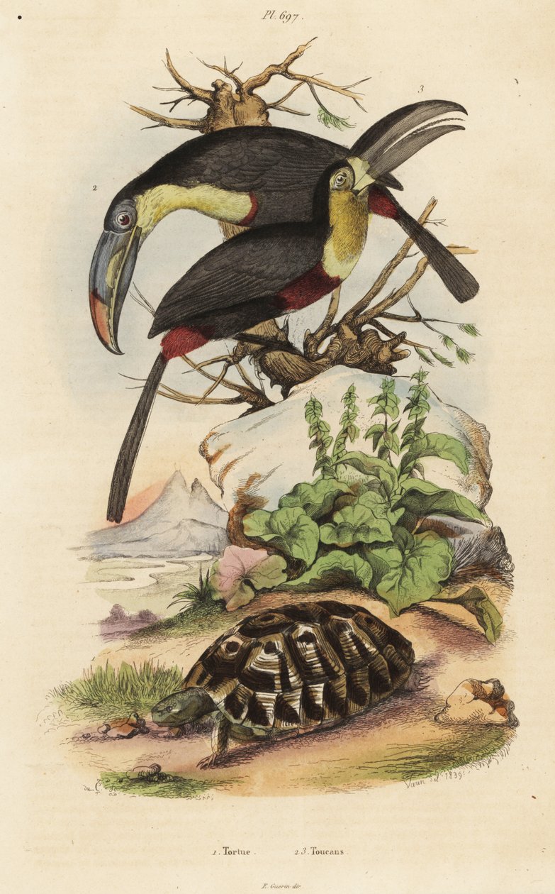 Kilpikonna, Testudo graeca 1, rikkirintatukaani, Ramphastos sulfuratus 2 ja valkokurkkutukaani, Ramphastos tucanus 3, Tortue, tukaanit tekijältä Unbekannt