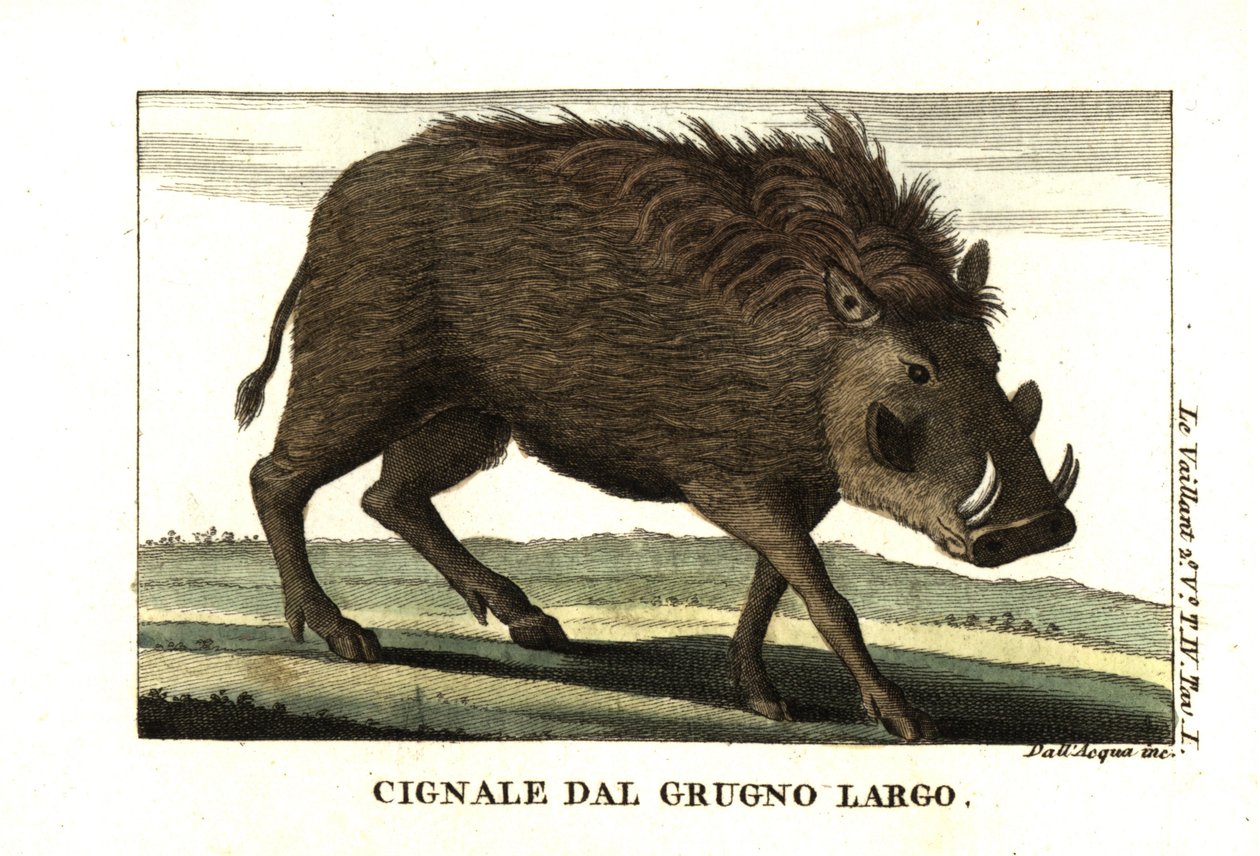 Phacochoerus africanus. Francois Le Vaillant (Levaillant). tekijältä Unbekannter Künstler