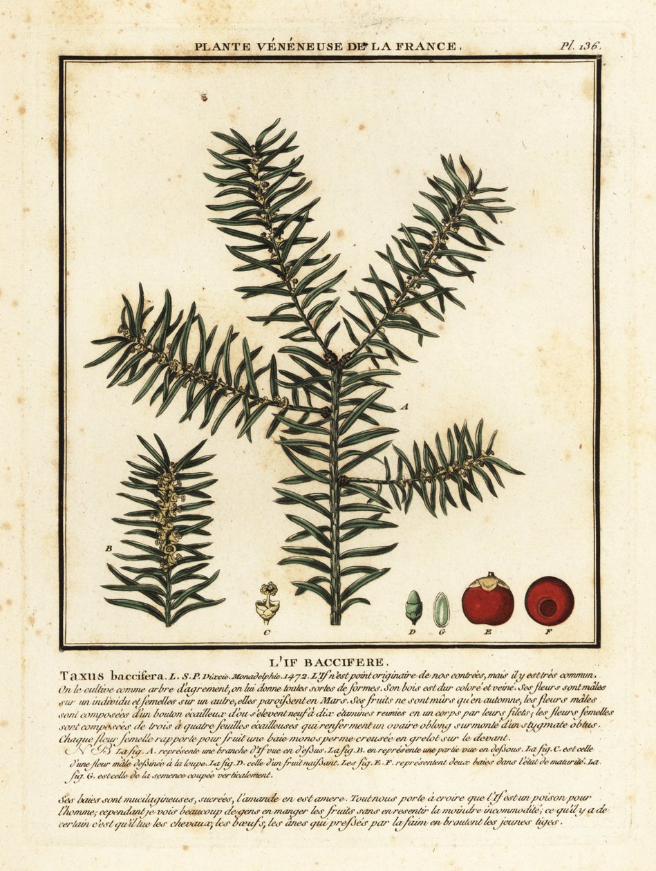 Tavallinen marjakuusi tai englantilainen marjakuusi, Taxus baccata. tekijältä Unbekannter Künstler