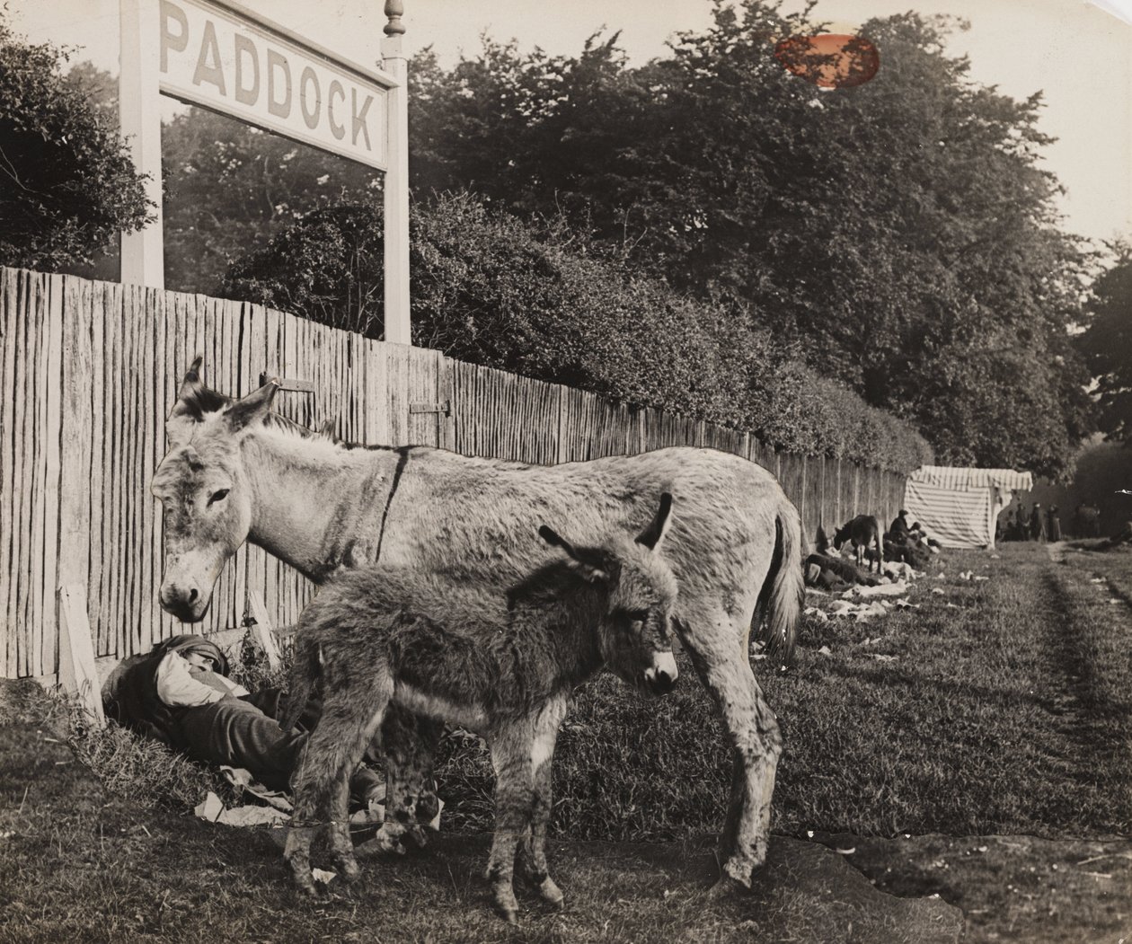 Kahden aasin yhdistelmä, n. 1909 tekijältä Unbekannt