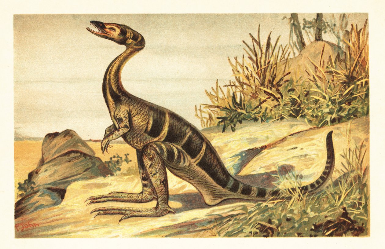 Compsognathus longipes, sukupuuttoon kuollut pieni, lihansyöjä theropod. 1908 (litografia) tekijältä Unbekannter Künstler