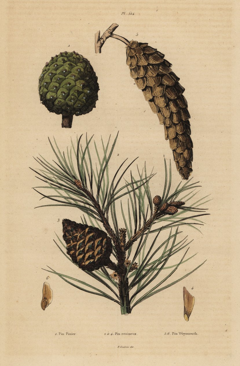 Kivimäntymän, Pinus pinea 1, punamänty, Pinus resinosa 2-4 ja Weymouth männyn, Pinus strobus 5,6 käpyjä tekijältä Unbekannt