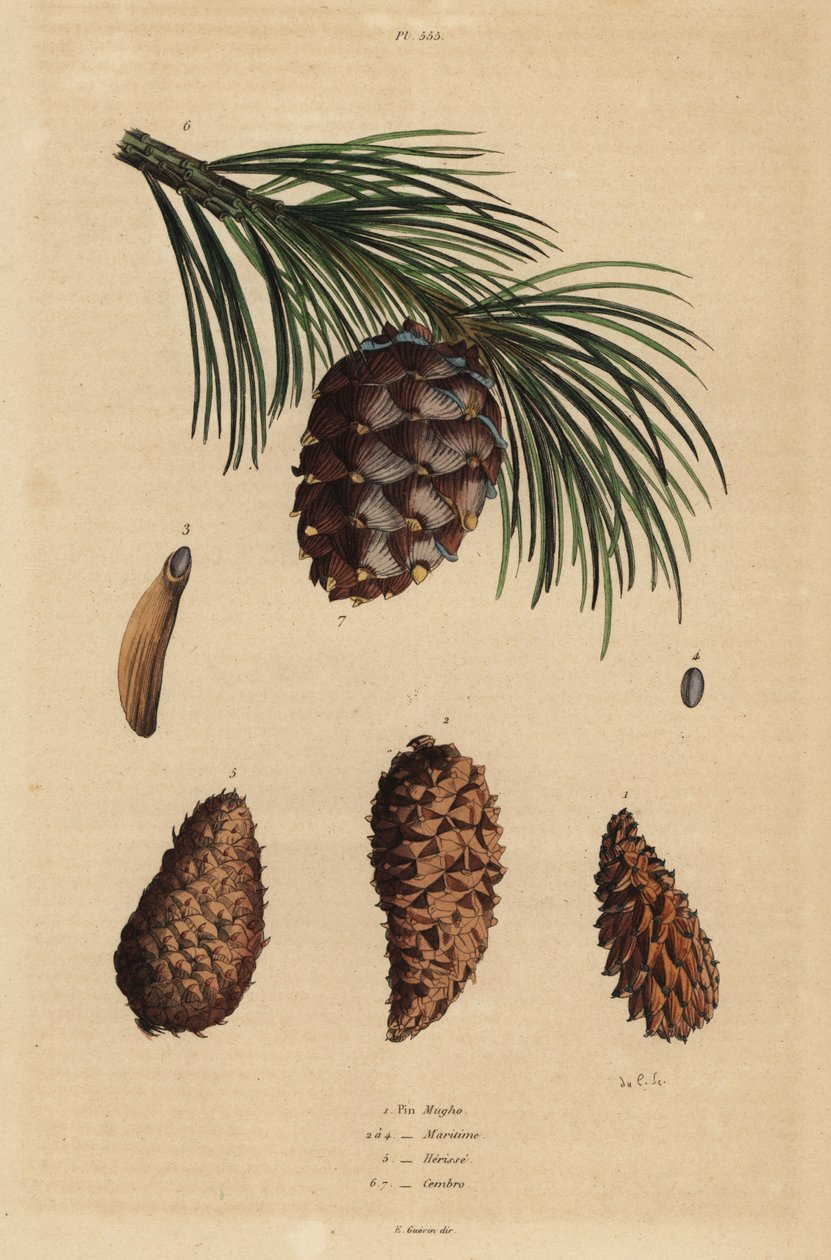 Hiipivän männyn käpyjä, Pinus mugo 1, Aleppo mänty, Pinus halepensis 2-4, pihamänty, Pinus rigida 5 ja sveitsimänty, Pinus cembra tekijältä Unbekannt