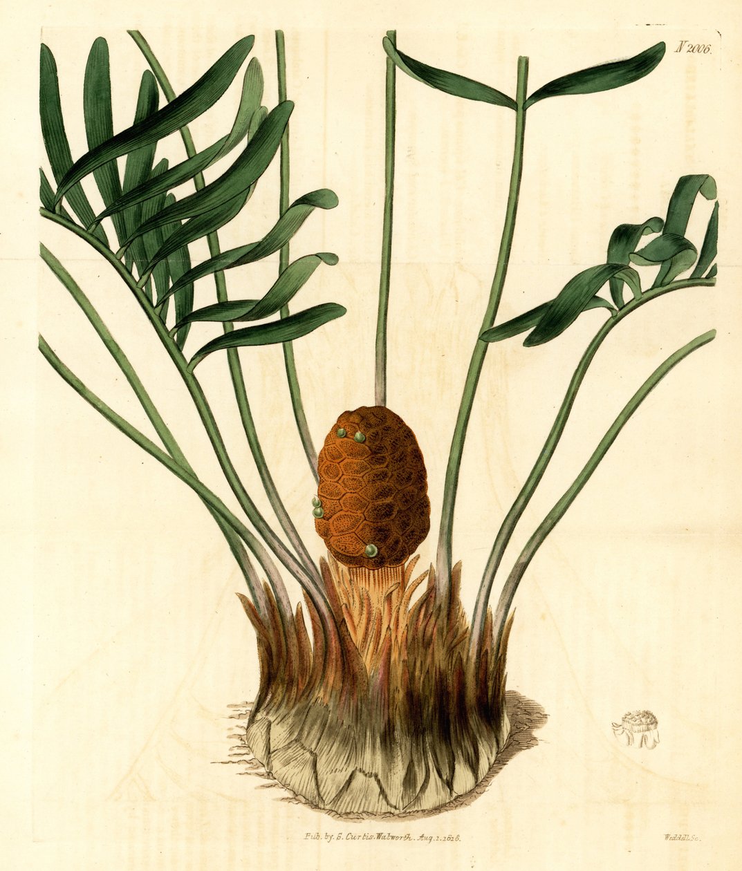 Coontie, Zamia pumila var. male. Weddellin käsin tekemä kuparikaiverrus Samuel Curtisin kasvitieteellisestä aikakauslehdestä, Lontoo. tekijältä Unbekannter Künstler