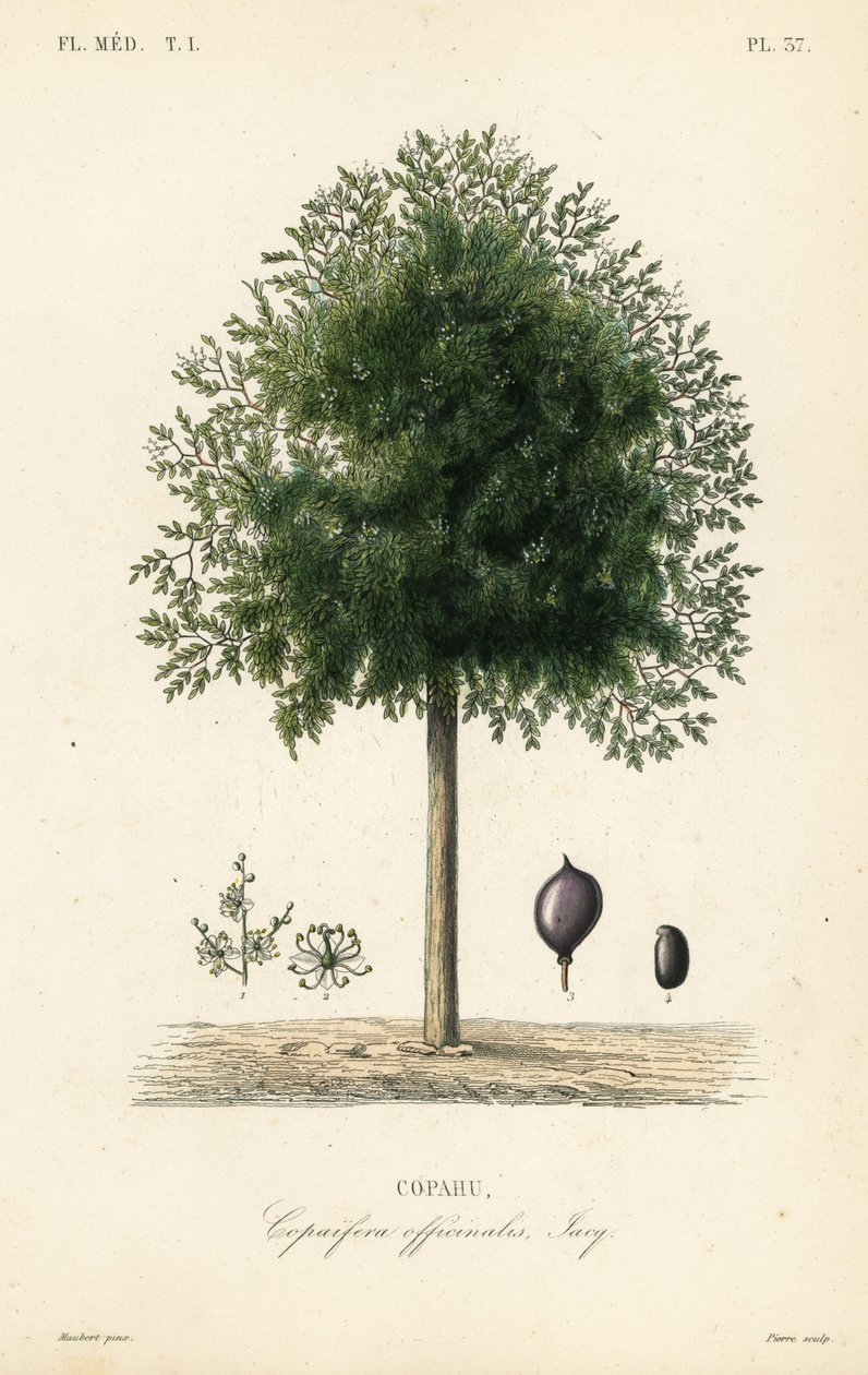 Copaiba-puu, Copaifera officinalis, Copahu tekijältä Unbekannt