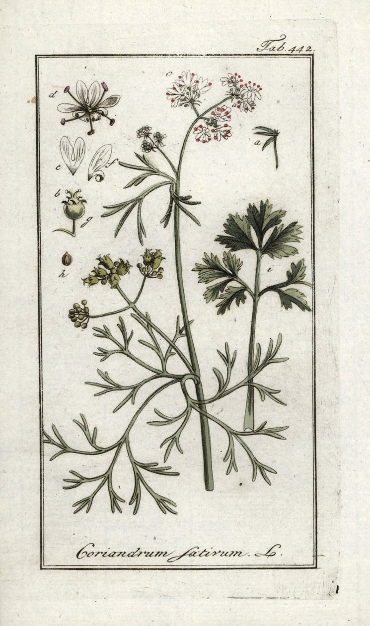 Korianteri (Coriandrum sativum). Litografia Johannes Zornin (1739-1799) teoksesta "Afbeelding der Artseny-Gewassen", Alankomaat. tekijältä Unbekannter Künstler