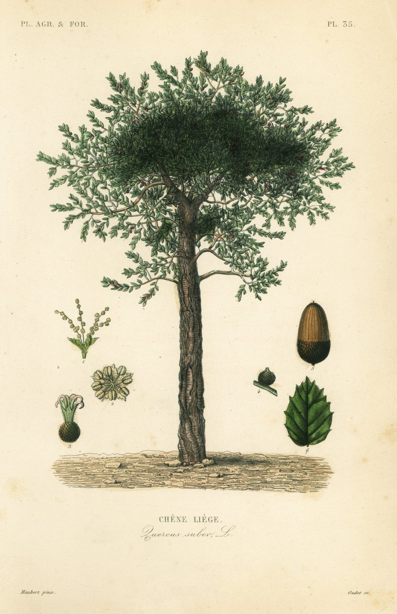 Korkkitammi, Quercus suber, chene liege tekijältä Unbekannt