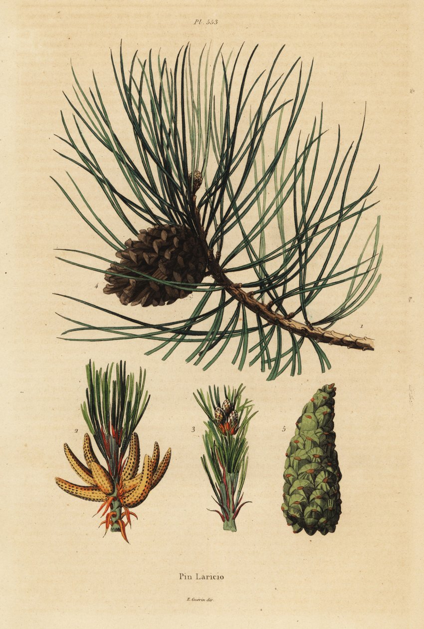 Korsikan mänty, Pinus nigra subsp tekijältä Unbekannt