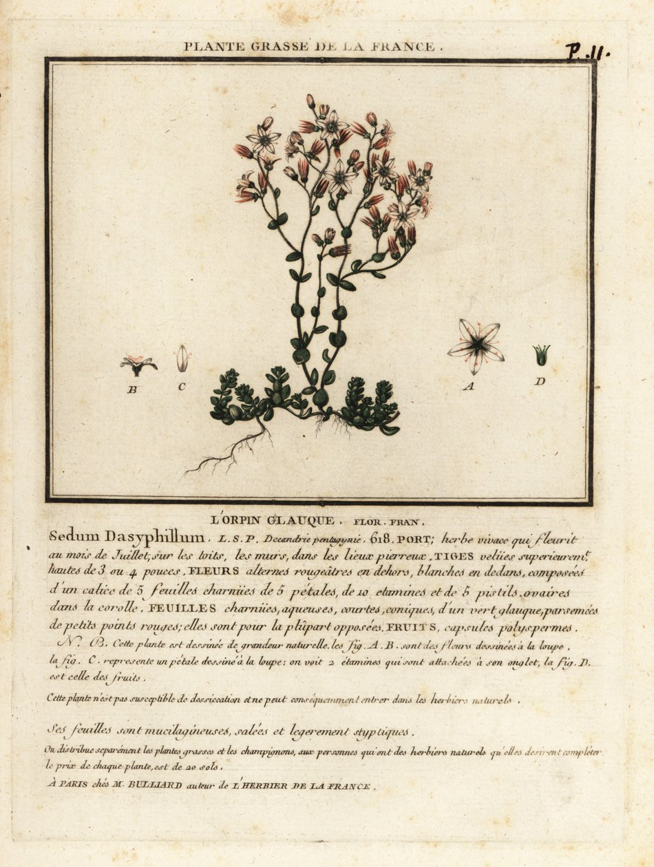 Korsikan kivikko, Sedum dasyphyllum. tekijältä Unbekannter Künstler