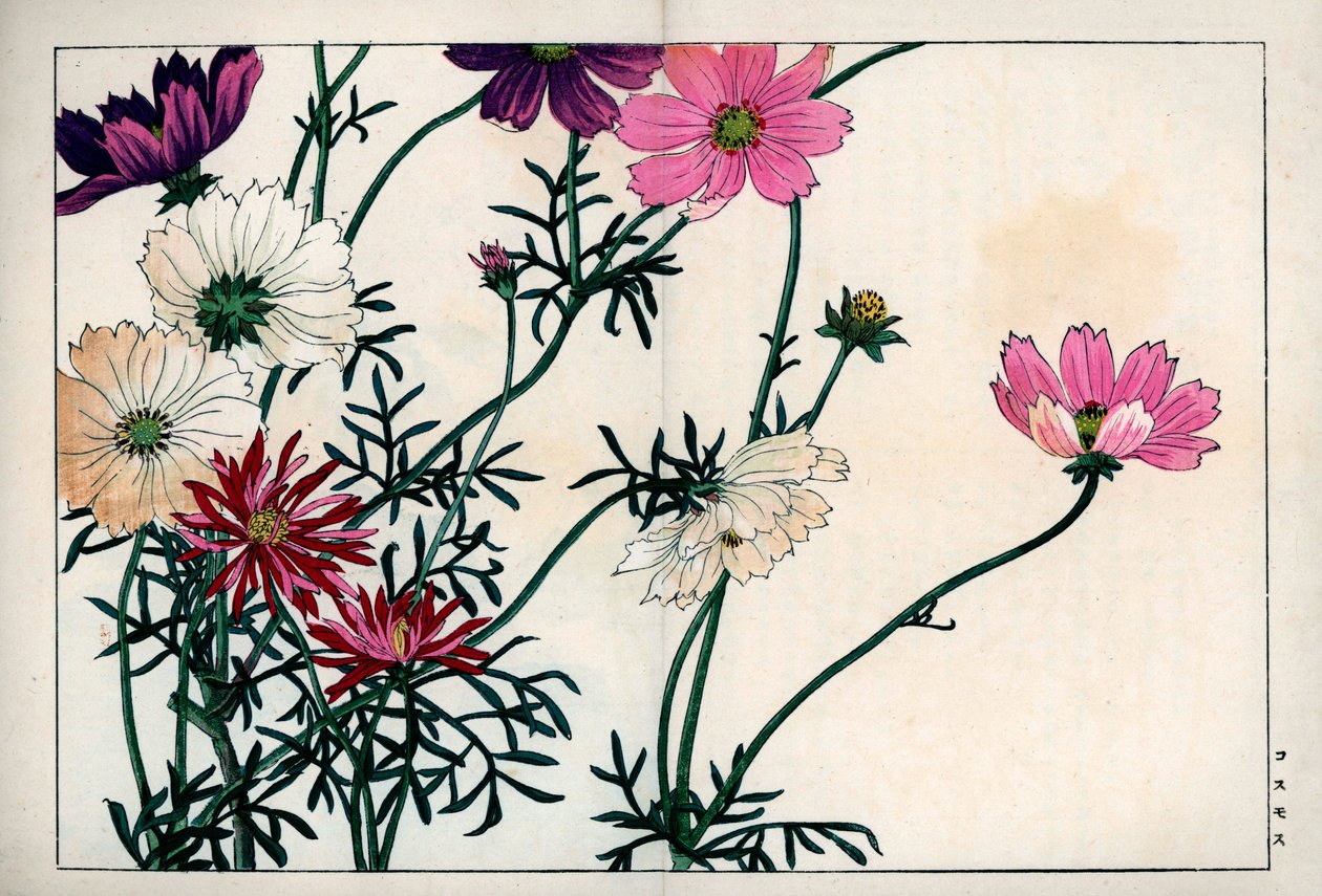 Cosmos-lajit, joiden värit vaihtelevat valkoisesta vaaleanpunaiseen. Cosmos, Cosmos bipinnatus. Käsinväritetty puupiirros Konan Tanigamin teoksesta "Seiyou Sokazufu" (Kuvakirja läntisistä kasveista ja kukista: syksy ja talvi), Unsodo, Kioto. tekijältä Unbekannter Künstler