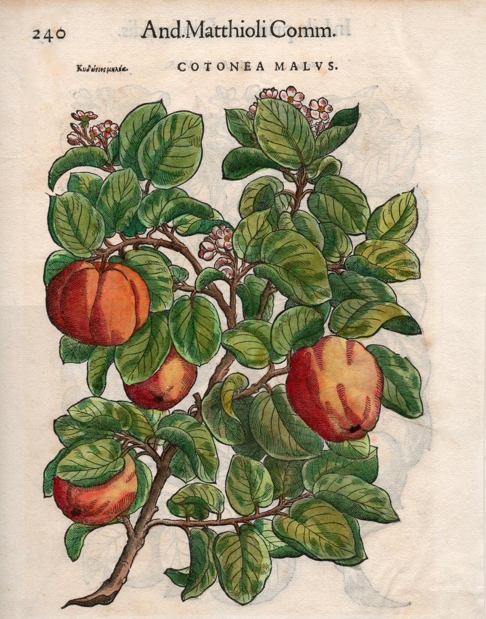 Cotonea Malvs. Pietro Andrea Mattiolin kommenteista (värillinen puupiirros) tekijältä Unbekannt