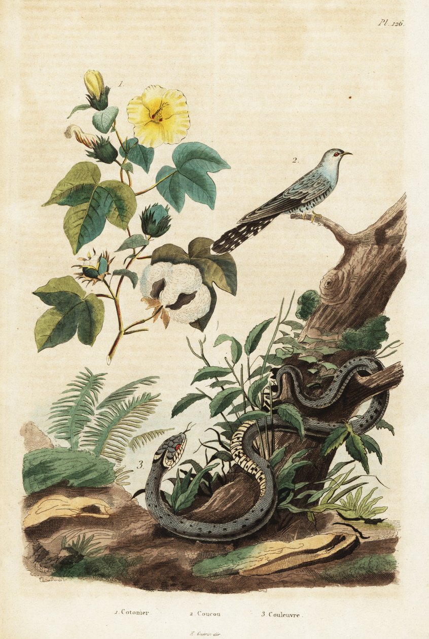Puuvilla-, käki- ja ruohokäärme., 1834-1839 (kaiverrus) tekijältä Unbekannter Künstler