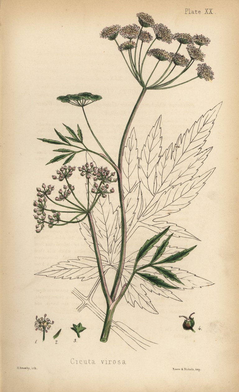 Lehmusruoho tai vesihelmilukko, Cicuta virosa. Henry Sowerbyn tekemä käsin väritetty litografia Edward Hamiltonin teoksesta Flora Homeopathica, Bailliere, Lontoo. tekijältä Unbekannter Künstler