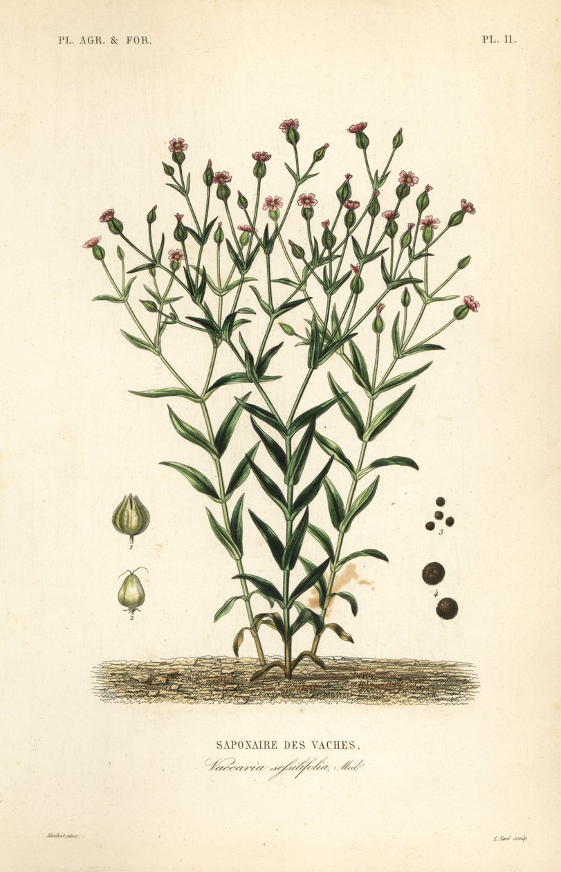 Lehmänherma, Vaccaria hispanica, Vaccaria sessilifolia, Saponaire des Vaches tekijältä Unbekannt