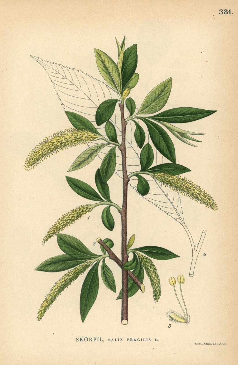 Pajupuu, Salix fragilis, halkeilupaju, Salix fragilis tekijältä Unbekannter Künstler
