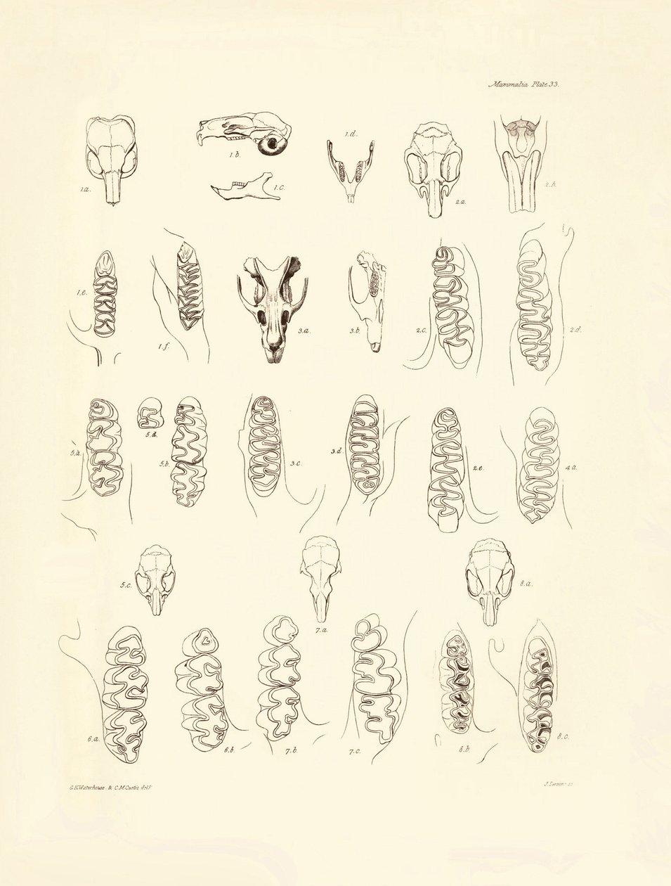 Charles Darwinin Beaglen tutkimusmatkallaan kuvaamia kurkia ja erilaisten jyrsijöiden hampaita. Lautanen teoksesta "The Zoology of the voyage of H.M.S. Beagle under the command of Captain Fitzroy during the years 1832 to 1836 edited and sup tekijältä Unbekannter Künstler