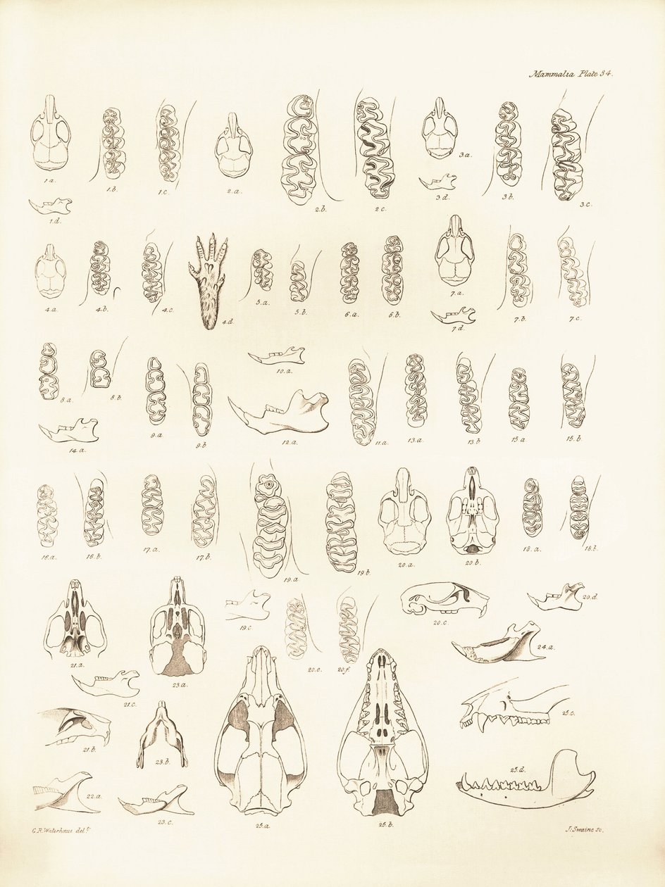 Charles Darwinin Beaglen tutkimusmatkallaan kuvaamia kurkia ja erilaisten jyrsijöiden hampaita. Lautanen teoksesta "The Zoology of the voyage of H.M.S. Beagle under the command of Captain Fitzroy during the years 1832 to 1836 edited and sup tekijältä Unbekannter Künstler